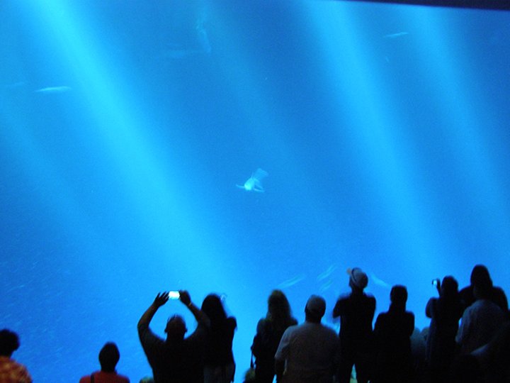 Image or picture of a great white shark at Monterey Bay Aquarium approaching.