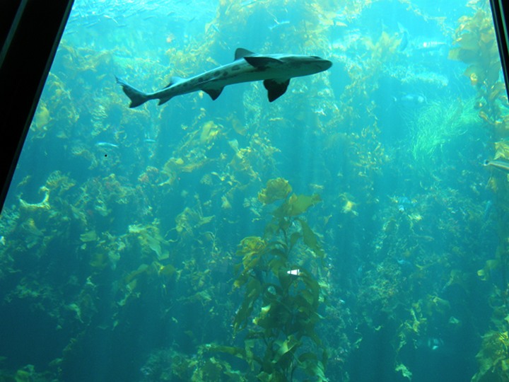 Image or picture of a leopard shark at Monterey Bay Aquarium approaching.
