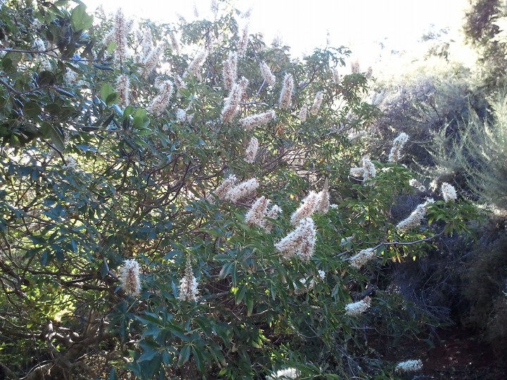 Image or picture of the flower clusters on bushes from the trail near Hidden Villa, Los Altos Hills, CA.