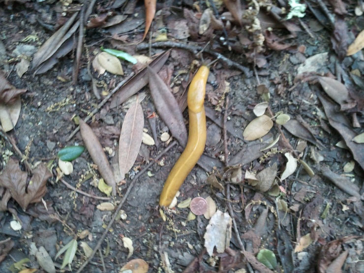 Image or picture a large banana slug seen near Hidden Villa, Los Altos Hills, CA.